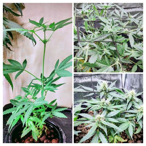 Das Bild ist eine Collage aus drei Fotos von Cannabis-Pflanzen.
Links: Eine Pflanze in Hydroponic-Anbau - Sie hat einen langen, dünnen Stängel und viele gezackte, grüne Blätter.
Rechts oben: Einevsehr dichte Pflanze mit kleinen Blüten. Sie wächst durch ein schwarzes Netz.
Rechts unten: Eine Pflanze mit breiterem Wuchs. Zwischen den Blättern sitzen mehrere grüne Knospen mit weißen Fäden.