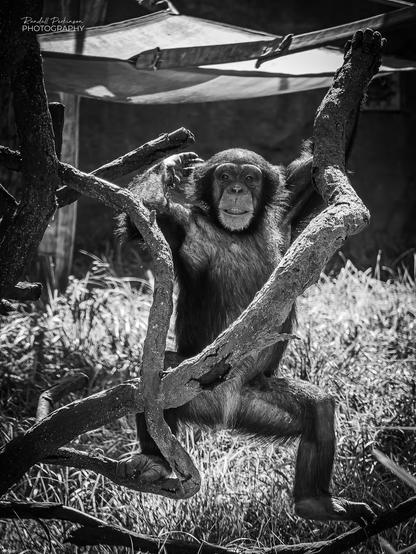 A chimpanzee climbing on tree branches.