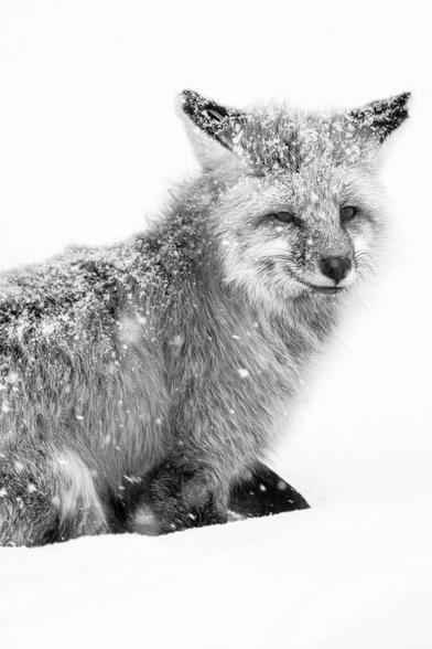 A red fox, sitting in the snow during a snowstorm, looking roughly towards the camera. Its fur is covered in snow.