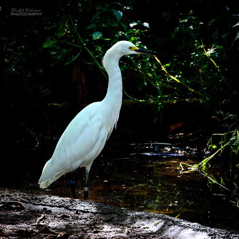 Egret standing on the bank of a small pond in the 1904 Worlds Fair Bird Cage at the Saint Louis Zoo.