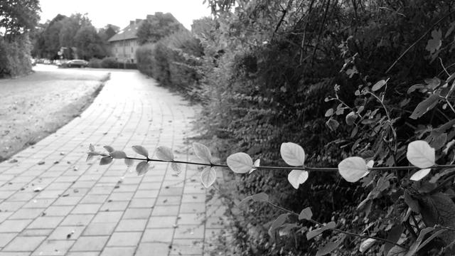 Straßenverlauf mit breitem Fußweg, In der Ferne ein Haus, überwiegend aber Hecke am rechten Rand. Im Vordergrund ein langer Zweig über den Weg, mit kleinen hellen Blättern.