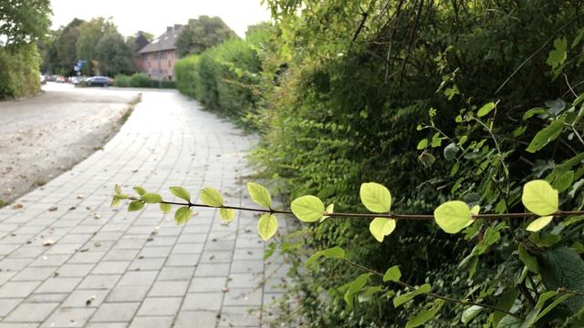 Wenig Farbe im Bild, hauptsächlich grün von der Hecke. Der herausragende einzelne Zweig hellgrün im Gegenlicht.