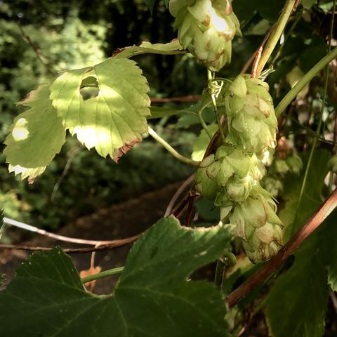 Nah aufgenommen eine Hopfenranke. Sonnenlicht-Flecken, Glitzende Tropfen.