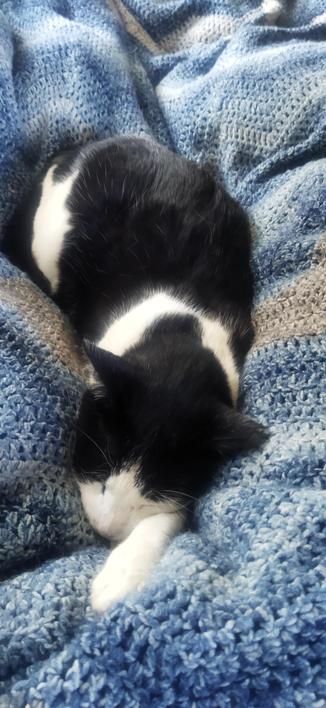 The black and white cat Roy lying in bed napping with me stretched out on his blue patterned blanket, between my legs with one front leg stretched out towards me.