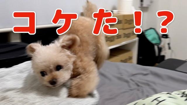 お風呂に行きた過ぎてコケました！笑【トイプードル】