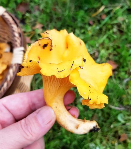 A beautiful trumpet shaped bright yellow chantarelle in my hand.