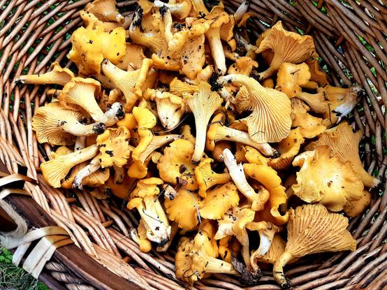 A basket with freshly picked chantarelles in it.