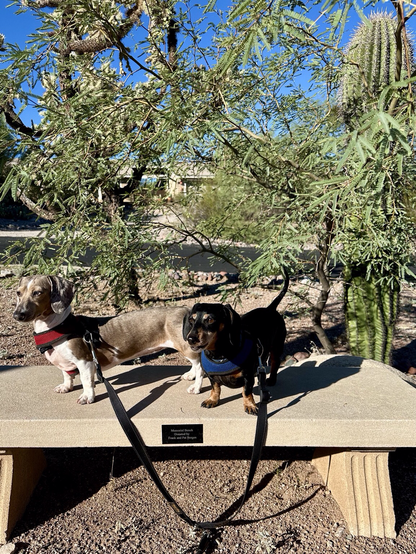 Dachshunds on a bench
