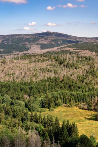Die Aufnahme zeigt eine weite Berglandschaft, die sich mit großer Wahrscheinlichkeit im Harz in Deutschland befindet, und verdeutlicht eindrucksvoll den aktuellen Zustand des Waldes dort.
Bildelemente und Struktur
Vordergrund: Im unteren Bildbereich erstreckt sich ein dichter, sattgrüner Nadelwald, durchsetzt mit einer kleinen, hellgrünen Wiesenfläche.
Mittelgrund: Darüber beginnt ein markanter, weitläufiger Bereich des sogenannten „Totholzes“ oder „toten Waldes“. Hier stehen unzählige, kahle, graubraune Baumstämme, die ihre Nadeln verloren haben. Dies ist eine typische Folge der Trockenheit und des massiven Borkenkäferbefalls im Harz.
Hintergrund und Gipfel: Die Szene wird von einem breiten Bergrücken abgeschlossen, an dessen Spitze ein großer Telekommunikationsturm zu sehen ist. Dieser Berg ist  der Brocken (1141 m ü. NHN), der höchste Berg Norddeutschlands. Die dortige Gipfelbebauung mit Sendemast und Wetterstation sowie die typische Brockenlandschaft passen zur Darstellung.
Gesamteindruck und Interpretation
Die Szene ist ein starker visueller Kontrast zwischen dem lebendigen Grün im Vordergrund und dem weiten Feld der abgestorbenen Bäume, die wie ein riesiger Friedhofswald wirken. Das Bild ist damit eine sehr prägnante Darstellung des Waldsterbens im Nationalpark Harz und des Wandels der Natur hin zu einer neuen Wildnis. Das Licht ist hell, was auf einen sonnigen Tag hindeutet, und der Himmel ist blau mit einigen dekorativen Kumuluswolken.