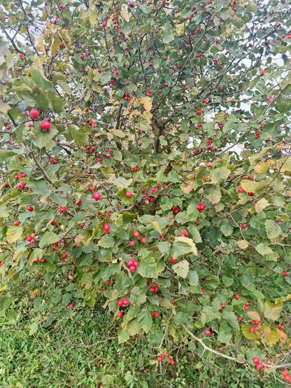 A little tree with many small, bright red fruits.