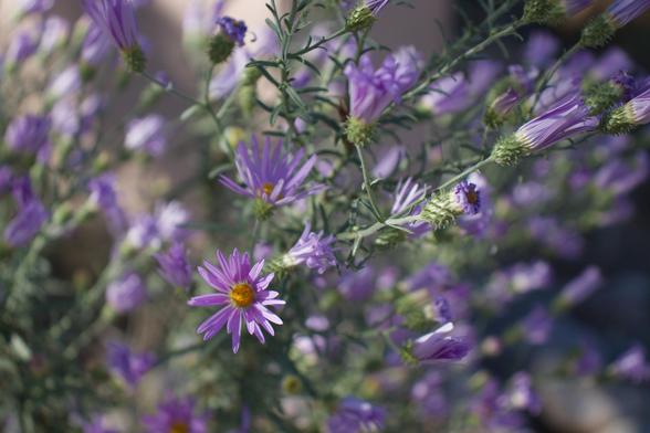 A picture of a cluster of purple aster flowers. There is one that has opened fully for the day just left and down of center. The others are still closed from the night. The flowers have narrow light purple petals and bright centers. The pale green stems are visible, as are the  spiny bases of the flowers. There are dozens. Only the open flower and those closest to it are in focus, the rest are blurred due to depth of field.
