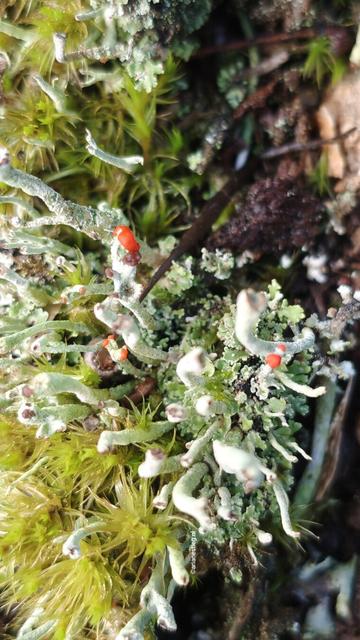 Verschillende mossen en korstmossen bij elkaar, waarvan het bekermos rode stippen heeft
Verschiedene Moose und Flechten, das Bechermoos hat rote Punkte