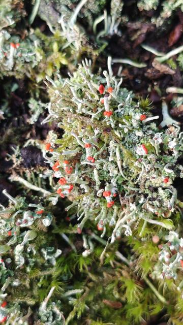 Bekermos met rode stippen
Bechermoos mit roten Punkten