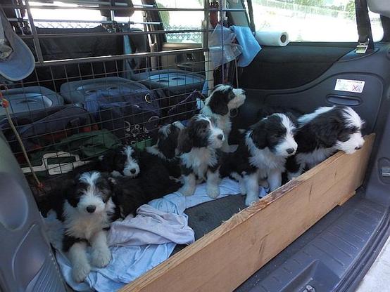Sechs Beardy Welpen auf der Ladefläche eines Vans, die Kante ist mit einem Hozbrett abgesichert. Die Welpen sind alle schwarz weiss und herzallerliebst. Sie sitzen nah beieinander. Eine davon ist unsere Bessy, ich habe keine Ahnung welche. Das war Ende Jänner 2015.
