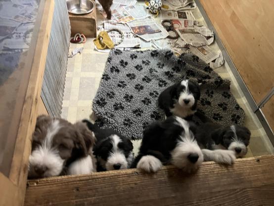 Fünf Welpen in einem mit Brettern abgetrennten Bereich im Wohnzimmer der Züchterin. Vier sind schwarz weiss, eines ist brauch weiss. im Hintergrund einige Blätter einer Zeitung, ein teppich, ein Napf und so Beiß- und Spielzeug. Das war heute am 4.10.25, der neueste Wurf. Sie sind (wie auch die vom 1. Bild) rund 4 Wochenn alt.