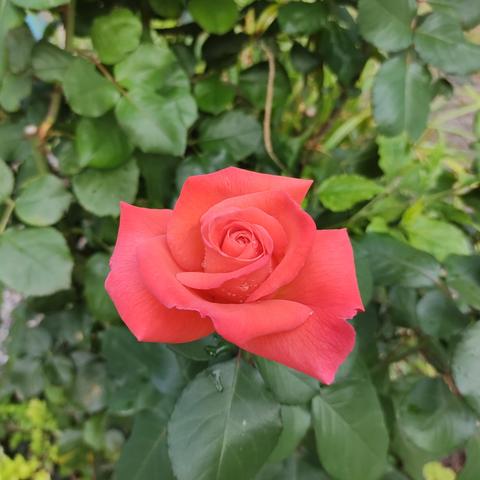Das Foto zeigt eine wunderschöne, frisch erblühte Rose in kräftigem Korallenrot. Die samtigen Blütenblätter sind spiralförmig angeordnet und wirken makellos und zart. Auf einigen Blütenblättern glitzern kleine Wassertropfen, die der Blume ein frisches und lebendiges Aussehen verleihen. Im Hintergrund sind sattgrüne, glänzende Rosenblätter sowie dichtes Blattwerk zu sehen, das die leuchtende Blüte noch stärker hervorhebt.