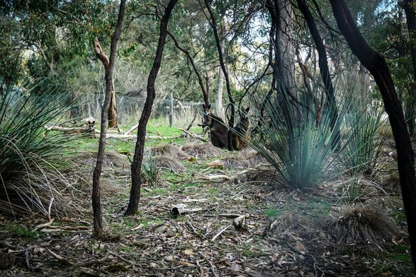The image depicts a wooded area with a grassy field and wallabies visible in the background. Several slender tree trunks are prominently featured in the foreground, casting shadows on the ground covered with dry leaves and scattered debris. A cluster of spiky, blue-green plants grows near the center of the frame, and another patch of similar vegetation is positioned near the right edge. The field beyond the trees appears to be relatively open, with a faint suggestion of rolling hills and a distant structure. The overall lighting suggests a partially shaded environment, with sunlight filtering through the trees, creating a mix of light and shadow throughout the scene.

Provided by @altbot, generated privately and locally using Gemma3:27b