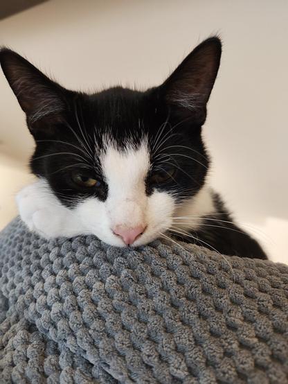 Carlos auf dem Kratzbaum