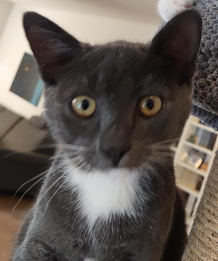 Samson auf Kratzbaum