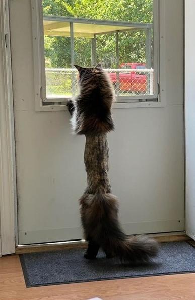 Photo of a fluffy, longhaired cat peeking out a back door window, except because the kitty had a recent vet visit that required a belly trim, the cat looks quite silly. Fluff on both ends, skinny belly in the middle