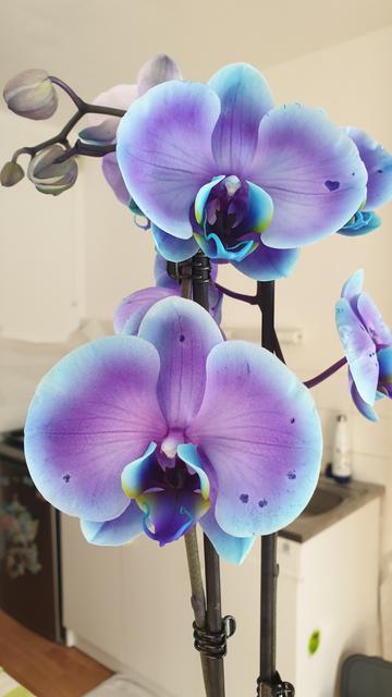 Une très belle orchidée papillon aux teintes bleutées et violettes.