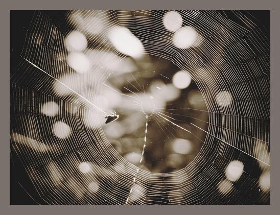Foto em preto e branco de uma densa teia de aranha.