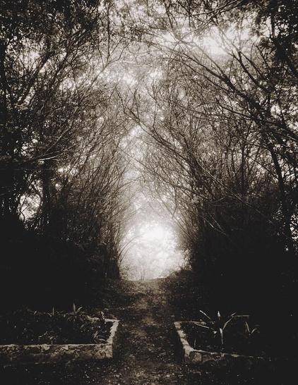 Foto em preto e branco de um caminho entre árvores que lembra um cenário de filme de terror.