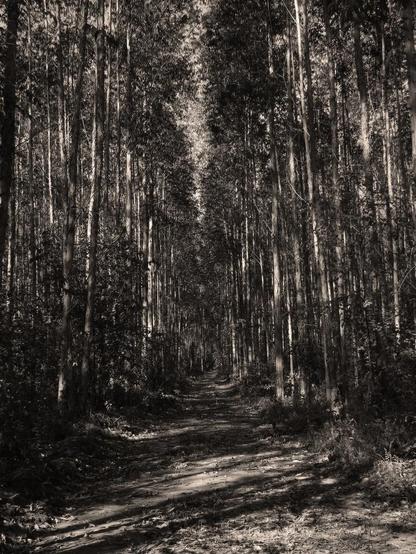 Foto em preto e branco de uma estrada de terra envolta em eucaliptos.