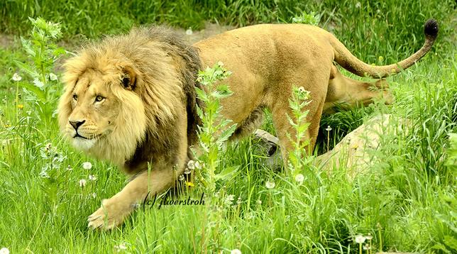 African Lion at the Calgary Zoo