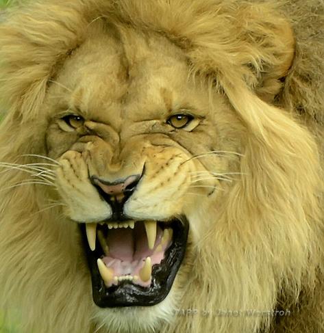 African #lion at the #Calgary #Zoo