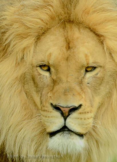 African lion