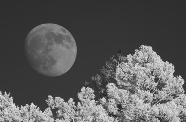 Monochrome near-infrared image of the nearly full moon as it's rising over distant conifers. A corvid appears to be looking at the rising moon. The conifers are bright in near-IR and the sky is rather dark. (The second image is a tighter crop of this image...and this image is a crop of the original frame.)