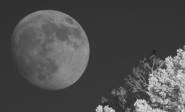 This is a tighter crop of the first image. There is now more emphasis and focus on the corvid and moon, less on the conifers.