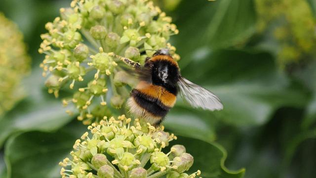 A very fluffy black, orange and white bumblebee perched on spiky green spherical ivy flowers, wings spread wide.