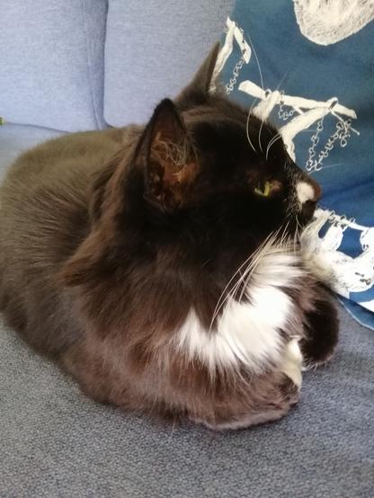 A floofy tuxedo cat loafs on a blue couch beside a blue and white cushion. She looks exceedingly comfy and a it smug. Her lil white front paws are all curled up and tucked in by her white chest.