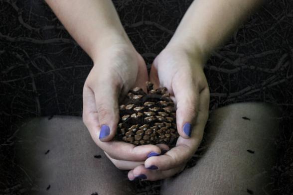 Close-up image of a seated person's legs, She wears polka-dot pantyhose and holds a dry Elliotti Pine Cone in her cupped hands, which is resting between her legs. Their nails are purple and stand out. Superimposed on this image is a black and white one of dead roots.