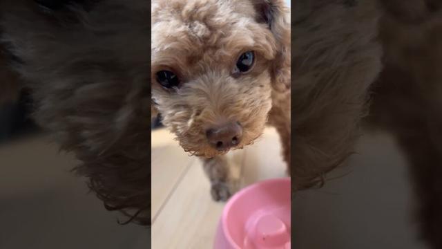 ココグルメのフィッシュトッピング、おいちかったよ〜！！❤️ #もこ #トイプードル #トイプー #タイニープードル #toypoodle #ココグルメ #CoCoGourmet