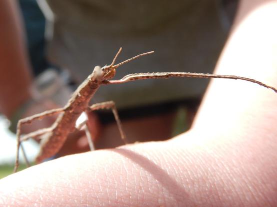 A photo of a stick insect sitting on an arm. It looks like a brown stick but, no, that's just what it wants you to think.
