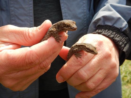 A photo of two brown geckos being held in the hands of a trained lizard expert. The geckos are Waitaha geckos, Woodworthia brunnea.