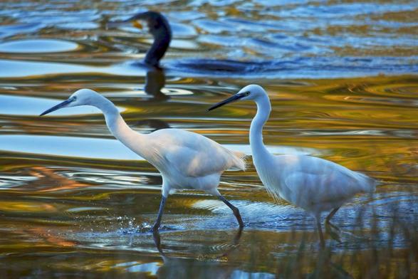 Au premier plan : deux aigrettes garzette (petit échassier tout blanc au bec et aux pattes noires) en train de marcher dans une eau miroitante. La plus à gauche des deux fait de grandes enjambées, le cou tendu, on dirait qu’elle est très pressée, tandis que l’autre parait plus calme. Derrière elles, on voit la tête d’un cormoran flou dépasser de l’eau. L’eau de l’étang a un aspect huileux et métallique, on dirait du mercure aux reflets bleus, verts et orangés. Une lumière douce éclaire partiellement les aigrettes.