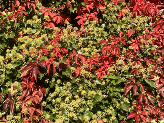 Eine Wand, dicht mit Efeu und rotem Wein, üppig blühend für die Bienen, vor zwei Tagen.