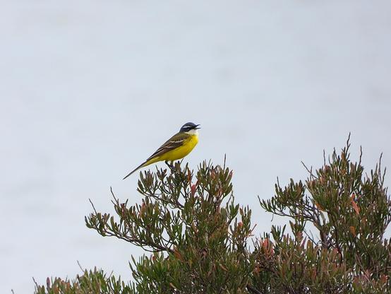 El pájaro está perchando encima de un arbusto, bajo un cielo azul sin nubes.andera boyera es la más compacta, verdosa y colicorta de las lavanderas españolas.

Exhibe dorso y obispillo de color verde oliva, alas plegadas con plumas negras orladas en blanco, y partes inferiores muy amarillas. Posee cola larga y negra, con plumas externas blancas, y patas y pico negros. La cabeza es gris azulada, con garganta y ceja blancas, y regiones ocular y auricular oscuras.

Si estás leyendo este texto es porque tienes dificultades de visión y espero que te haya ayudado a ver la imagen. Si no ha sido así, te agradecería los comentarios.
Si lo has leído aunque ves la imagen sin problemas recuerda que debes poner un texto alternativo en tus archivos multimedia para que todo el mundo pueda disfrutarlos.