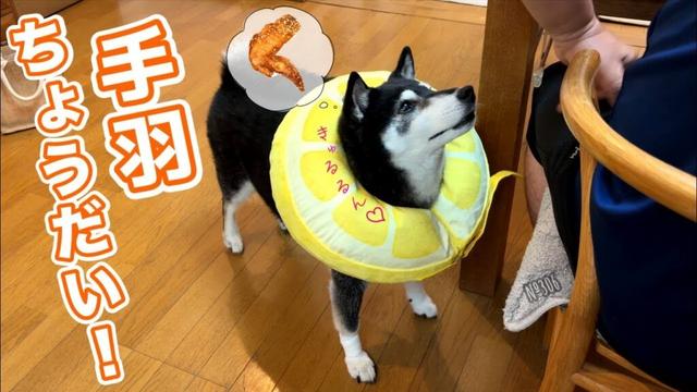 あざとすぎる上目遣いで、一生懸命おねだりする柴犬が可愛すぎた（№306）