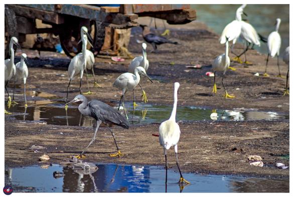 a reef heron (grey) walking past a flock of egrets.

the heron is grey feathered with yellow boots, (and some might consider this to be a grey morph of an egret as well) 

the scene has intermediate and great egrets, and further back also a crow next to a handcart. there are puddles of water all around.