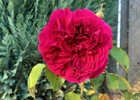 a late blooming red rose makes you already dream of the next summer.