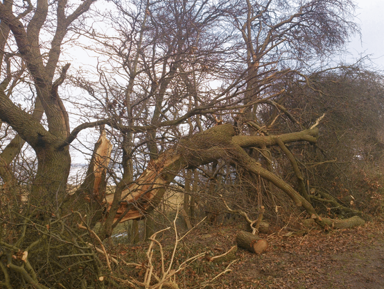 Einst mächtiger Baum, jetzt durch Sturm geknickt und gebrochen. Der obere Teil dieses alte Baumes liegt ab Kopfhöhe eines Menschen geknickt im Gebüsch und anderen Bäumen. Teile des Stammes sind bereits in Stücke gesägt, der Großteil noch nicht. Die Bruchstelle ist beachtlich groß, der Baum wurde teils der Länge nach durch gewaltige Kräfte gebrochen; die Bruchstelle ist noch frisch und erst wenige Tage alt.