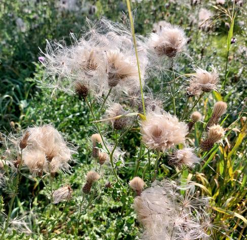 Geöffnete Fruchtstände von Ackerkratzdisteln auf einer Wiese, hell leuchtend im Sonnenlicht.