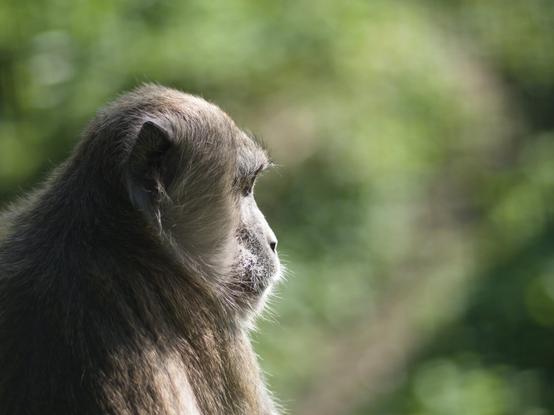 Coulor photo of a monkey