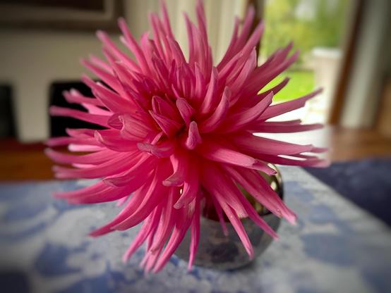 Rosa Dahlie in eine Vase auf dem Tisch