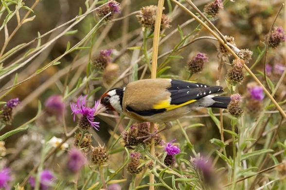 A European Goldfinch feeding on a purple flower head, surrounded by dry vegetation and a few other purple blooms. The bird's striking red, black, white, and yellow plumage is visible. Please visit http://www.lukehaigh.co.uk #Birds #lukehaigh #birdphotography #photography.
